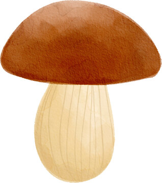 Handdrawn Watercolor Mushroom 