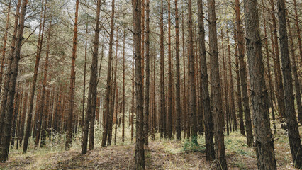 Obraz premium Dense pine forest with tall tree trunks in summer or autumn season