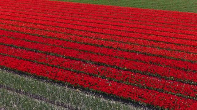 Aerial view of green crop rows and bright red flowering field, parallel planting lines, contrasting agricultural patterns, and expansive rural farmland under clear daylight conditions