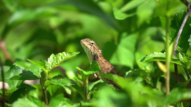 Static close up shot of a lizard sitting still on green bush in natural habitat.
