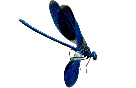 Blue metallic damselfly on transparent background, isolated insect cutout PNG