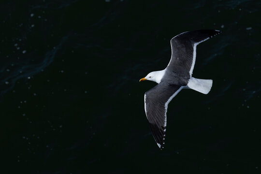 adult  lesser black-backed gull (Larus fuscus) of subspecies intermedius in flight, found at Texel,m in the Netherlands
