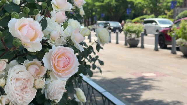 日本の横浜市日本大通りに咲いてるバラの花。明るい初夏の道の風景動画。