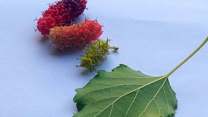 Close up of mulberry Morus fruit ripening process and leaf on white background © Ken Hikami