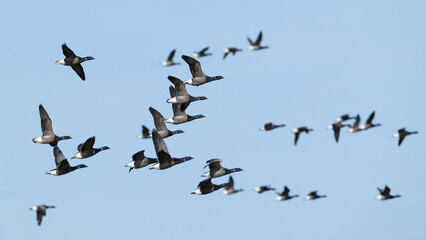 Obraz premium flock of brant or brent goose (Branta bernicla) of subspecies bernicla in flight, found at Texel in the Netherlands