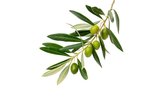 Fresh green olive branch with ripe fruits and leaves isolated on transparent background