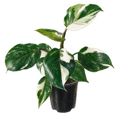 Illustration of Philodendron White Knight, pencil color © saturnandpluto