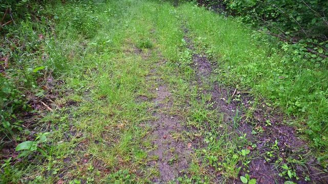 Overgrown forest path with lush green grass and muddy patches
