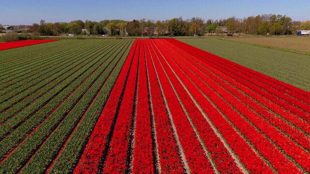 Aerial view of red flowering field with parallel rows, green crop sections on both sides, rural farmland, trees, buildings, and clear daylight landscape