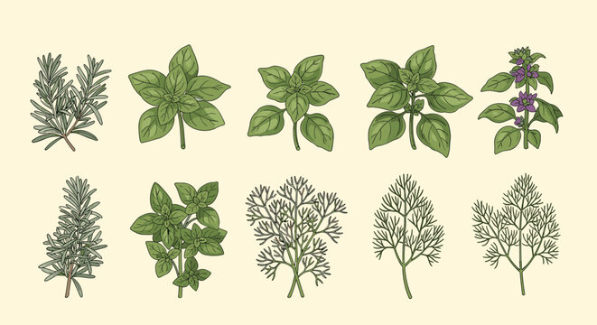 Detailed illustration of common culinary herbs including rosemary, basil, and dill arranged on a light background for reference.