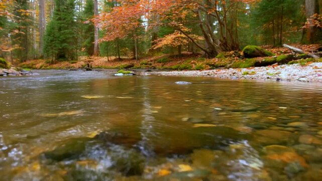 Tracking low angle shot of shallow river water flowing over pebbles along mossy forest stream bank in autumn daytime
