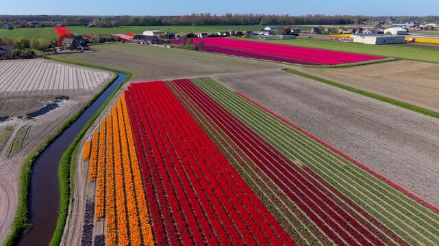 Aerial view of multicolored flower fields with long parallel rows, canal, dirt paths, farm buildings, and expansive rural landscape under clear daylight conditions