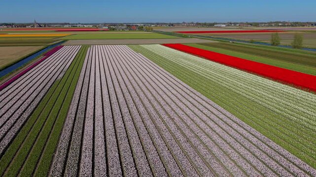 Aerial view of multicolored flower fields with long parallel rows in pink, green, white red orange and yellow tones irrigation canals rural farmland, and distant town under clear daylight conditions
