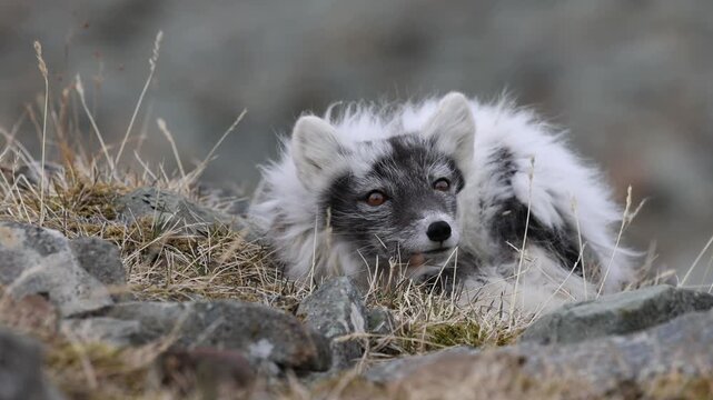 Sleepy arctic fox