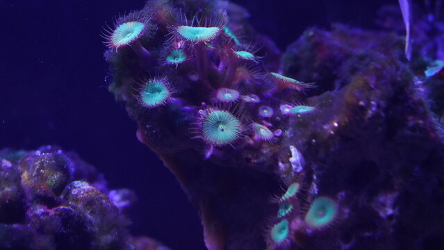 Stunning Zoanthid Corals in Reef Aquarium Display