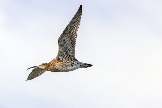 Eurasian Curlew in Flight