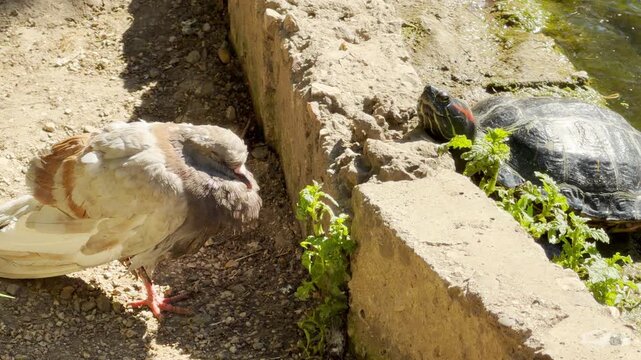 A sleepy pigeon rests peacefully on a gravel path. Nearby, a curious turtle peeks over a sunny stone wall to watch it. They share a calm and amusing moment in the warm park.