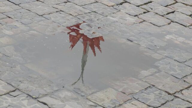 Vibrant red autumn leaf is reflected in a puddle on the weathered cobblestone ground, creating an inverted image from above