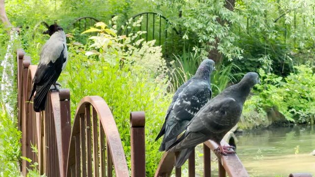 A curious crow and two peaceful pigeons perch on a metal railing in a lush park. They look around contentedly next to a calm pond. The sunny nature scene feels completely serene.