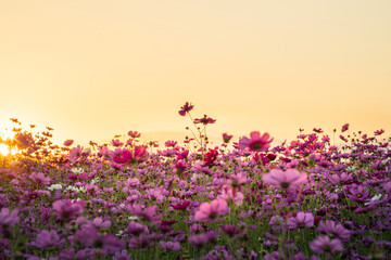 Obraz premium Pink cosmos flower field glowing in golden sunset light