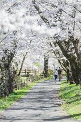 Fototapeta premium Couple Walking Under a Tunnel of Full Bloom Cherry Blossom Trees Along a Peaceful Pathway in Spring Japan