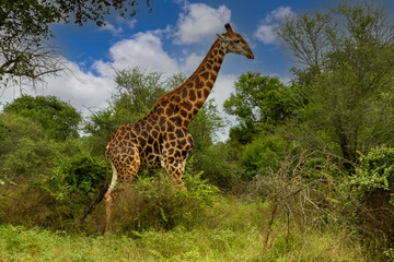Obraz premium Giraffe South Afrika, Paul Kruger National Park