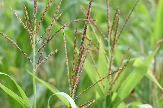 Male inflorescences (tassel) of corn or maize plant (Zea mays). Corn flower pattern.