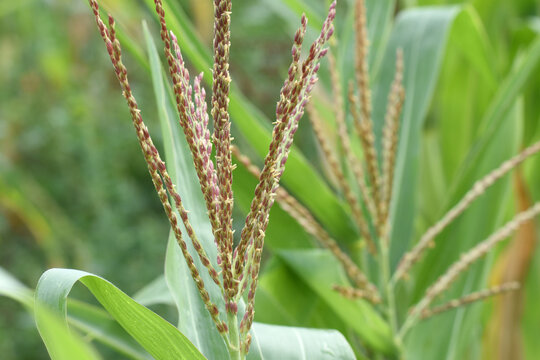 Male inflorescences (tassel) of corn or maize plant (Zea mays). Corn flower pattern.