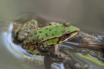 Obraz premium Green pool frog (Pelophylax lessonae) in its natural habitat in a river.