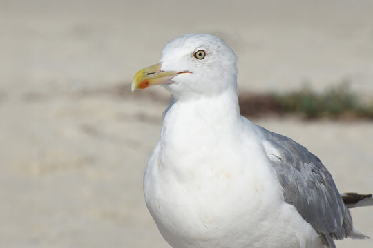 Portraite of seabird (Larus) on sea beach. Ring-billed Gull, front view. Angry bird.