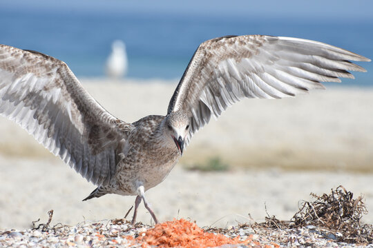 Young bird of Larus argentatus on the beach, close-up portrait. A hungry bird with outstretched wings.