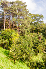 Fototapeta premium Forest landscape showcases lush greenery