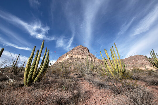 Organ pipe cactus growing in the Arizona desert landscape.