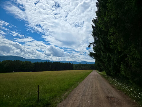 germany, perfectly straight forest edge path guiding explorers through serene summer black forest landscapes