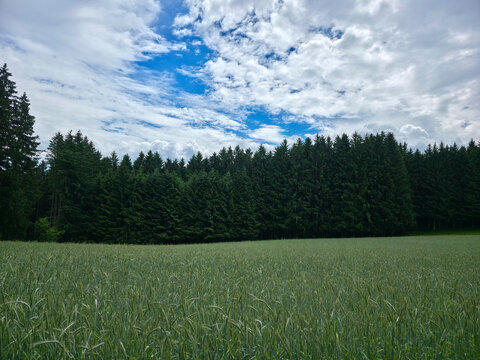 germany, green grainfield foreground meeting forest edge beneath flawless summer sky in black forest