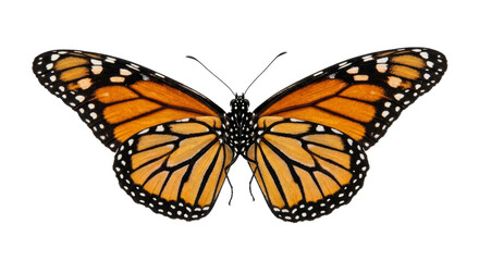 A detailed monarch butterfly with vibrant orange and black wings isolated on white © Sapphire