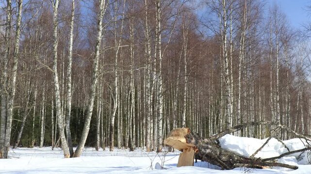 A birch tree felled by beavers in a spring forest on a sunny day