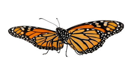 Vibrant monarch butterfly with striking orange and black wings isolated on white background © Sapphire