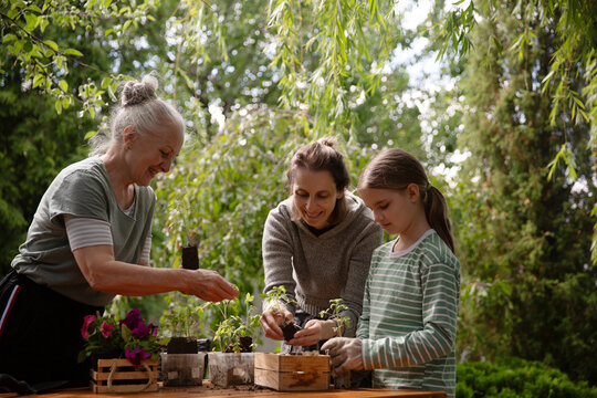 multi generational family work together in the garden and prepares seedlings for planting  of vegetables in the garden near the house. slow life. enjoy the little things.