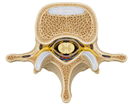Spinal Vertebra Cross Section Showing Spinal Cord, Bone Marrow and Intervertebral Disc