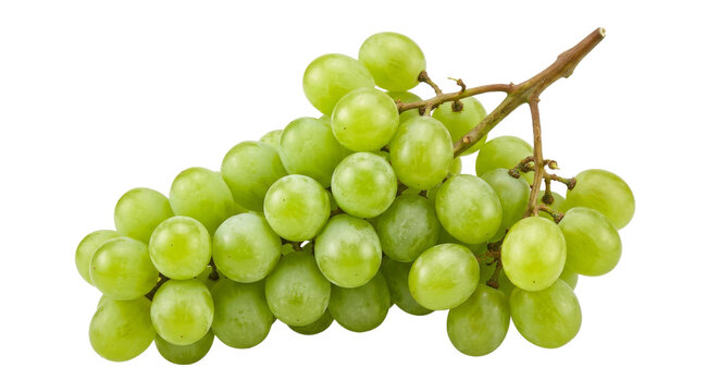 A fresh bunch of plump, ripe green grapes on a vine