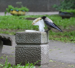 Obraz premium Sitting on a gray concrete trash can, a crow pulls out a plastic bag with an uneaten corn cob