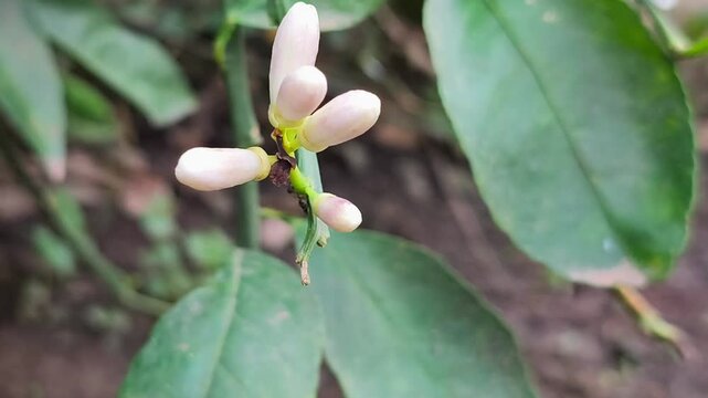 Closeup citrus flower buds emerging on branch with soft natural background.