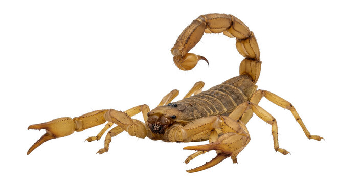 Detailed close-up of a desert scorpion with its segmented tail raised and pincers open