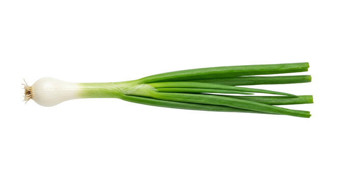 Fresh green onion with vibrant green stalks and white bulb on a clean white background
