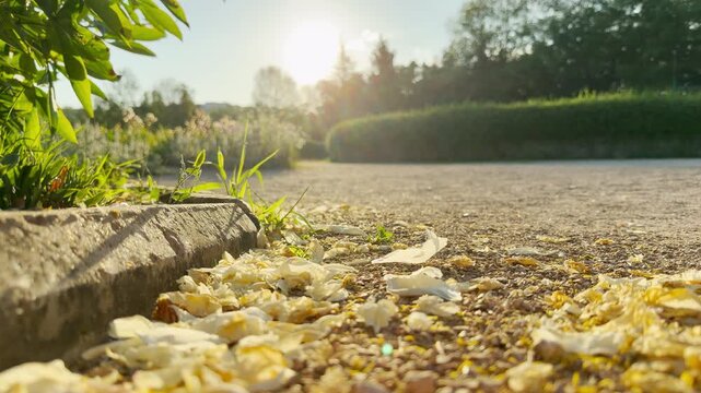 Fallen yellow petals rest along a stone curb on a gravel path. The bright morning sunburst brings a warm and hopeful feeling. This peaceful scene feels calm.