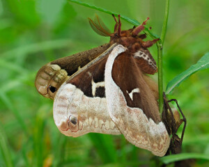 Fototapeta premium A Focus Stacked Close-up Image of a Callosamia Promethea Moth Perched on a Plant on the Ground