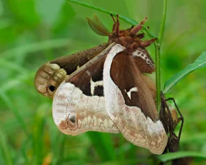 A Focus Stacked Close-up Image of a Callosamia Promethea Moth Perched on a Plant on the Ground © sdbower
