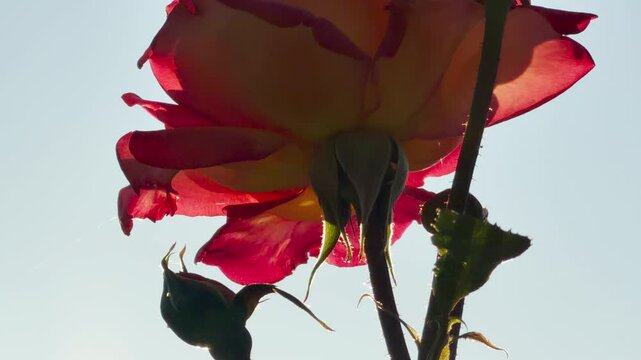 A gorgeous backlit rose glows warmly against the bright blue sky. Its vibrant petals evoke deep feelings of love and quiet romance. The gentle scene brings a wonderful sense of calm.
