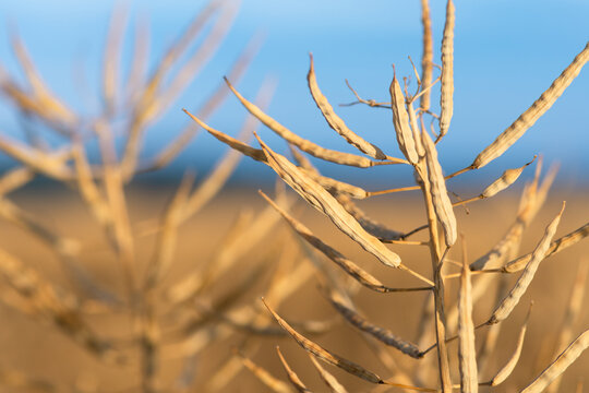 Ripe rape on the field. Pods with rapeseed close-up. Cultivation of oil crops.
